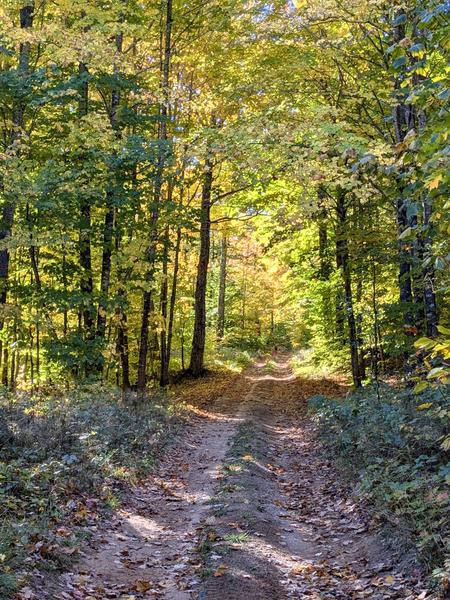 Old 443 in the fall with a deer in the distance.
