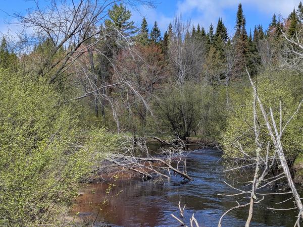 All that is left of what had been a new beaver dam.