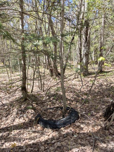 Random tire in the woods.