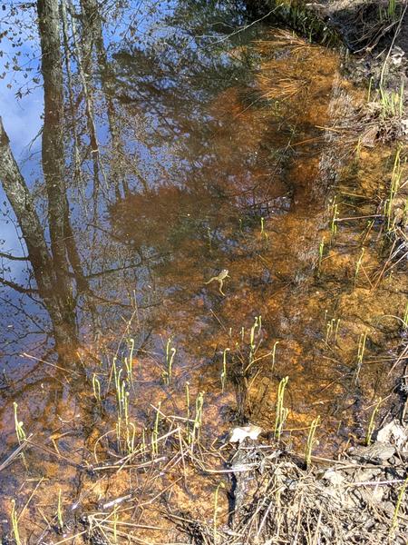 One of many frogs in puddles along the logging roads.