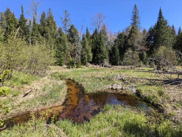 Meadow behind the Cabin on the "old loop".