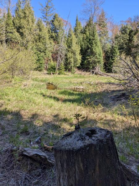 Meadow behind the Cabin on the "old loop" with a small tree trying to grow out of a stump.
