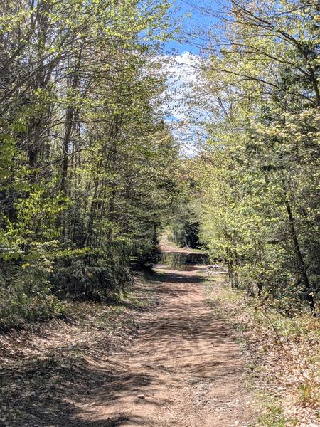 "Pond" in an otherwise normal logging road.