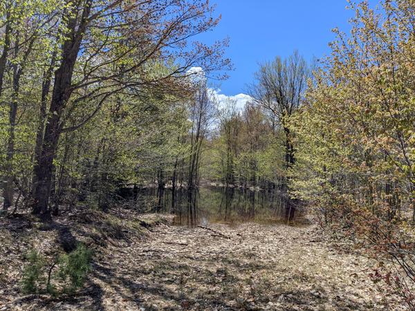 "Pond" in an otherwise normal logging road.
