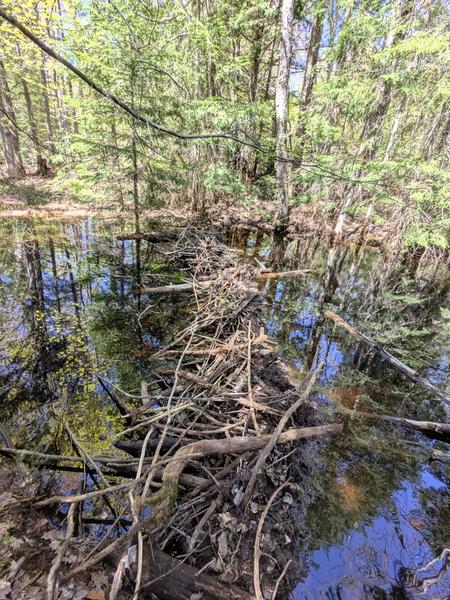 Old beaver dam where no water is shown on the map.