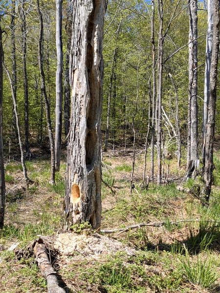One of many trees with a hole bored in it near the camp on Mitchell Lake.