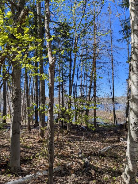 View from outhouse at camp on Mitchell Lake.