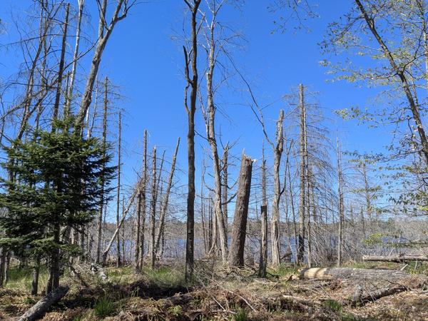 Grounds around camp on Mitchell Lake.