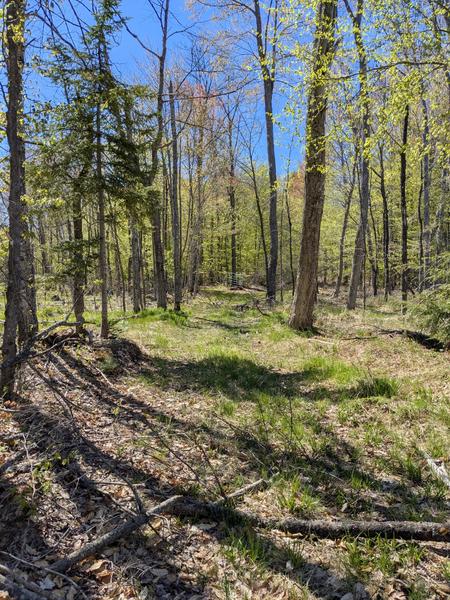 Road to camp on Mitchell Lake.