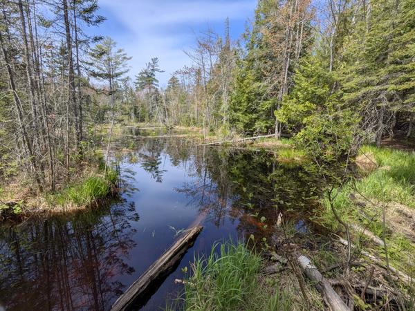 Another old beaver dam.