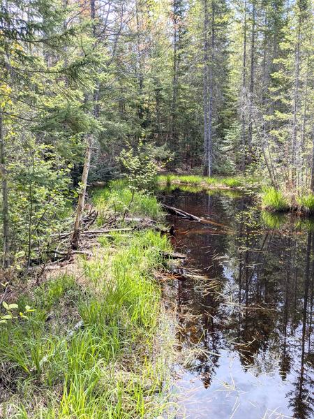 Another old beaver dam.