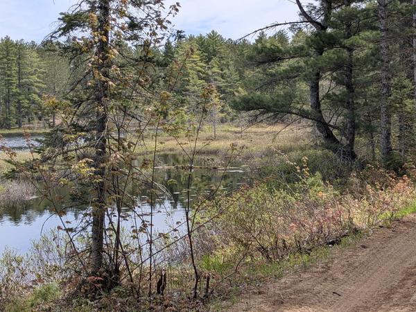 Turtles sunning themselves at the Barfield Lakes.