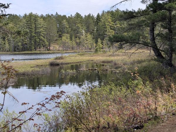 Turtles sunning themselves at the Barfield Lakes.